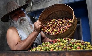 FOTO PERKEBUNAN JATENG : Kopi Arabika Dihasilkan Sumowono