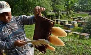 Foto Madu Semarang Diproduksi di Bawen