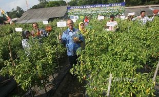 Bank Indonesia Turut Berperan Meningkatkan Produksi Cabai