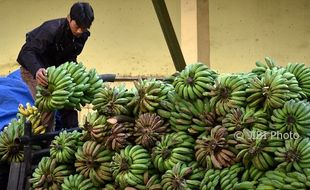 FOTO PERKEBUNAN JATENG : Pisang Didistribusikan dari Sumowono