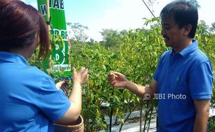 Petani Keluhkan Turunnya Harga Cabai