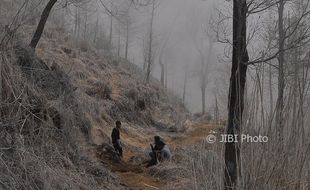 FOTO WISATA JATENG : Hutan Putih di Dieng Nan Memesona