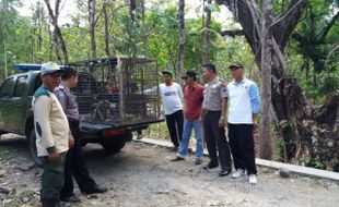 SATWA LIAR BOYOLALI : Atasi Serangan Monyet, Warga Minta Bantuan Orang Suku Dayak