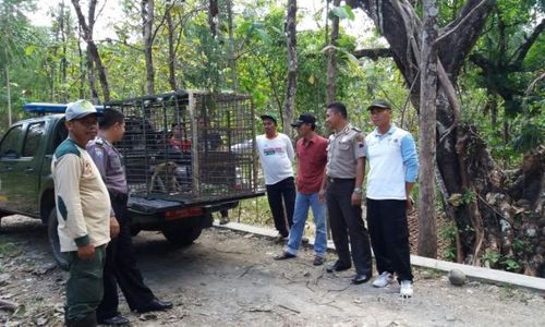 SATWA LIAR BOYOLALI : Atasi Serangan Monyet, Warga Minta Bantuan Orang Suku Dayak