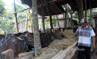 IDULADHA 2017 : Lebih Murah Rp2 Juta, Sapi Bali Diminati di Sragen