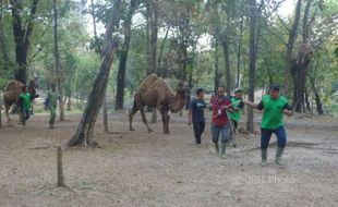 WISATA SOLO : TSTJ Dapat Tambahan Sepasang Unta Berpunuk Satu dari Taman Safari