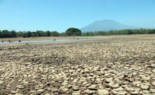 Waduk Kembangan Mengering, Ratusan Warga Sragen Ramai-Ramai Panen Ikan