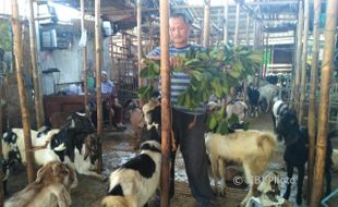 IDULADHA 2017 : Harga Kambing di Solo Tahun Ini Lebih Mahal, Ini Penyebabnya