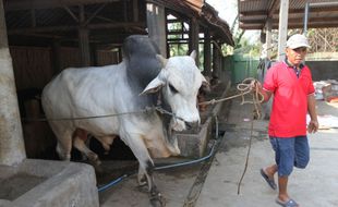 IDULADHA 2017 : Sapi Kurban Presiden Jokowi di Masjid Agung Solo Dipotong Hari Ini