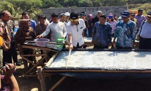 Hujan Datang, Lahan Garam Jadi Ladang Jagung