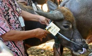 Panduan Salat Idul Adha dan Penyembelihan Hewan Kurban di Sukoharjo