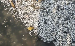 LINGKUNGAN HIDUP JATENG : Ribuan Ikan Sungai Sambong Batang Mati