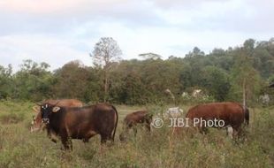 PETERNAKAN WONOGIRI : Asuransi Sapi Sepi Peminat