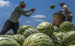 FOTO INFO BELANJA : Panen Raya, Semangka Turun Harga