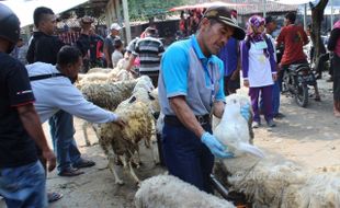 IDULADHA 2017 : DPKPP Klaten Melarang Sapi Betina Produktif untuk Kurban