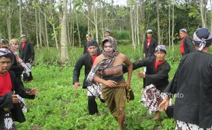 TRADISI GUNUNGKIDUL : Upacara Cing-Cing Goling, Tanaman Petani Diinjak, Namun Disyukuri