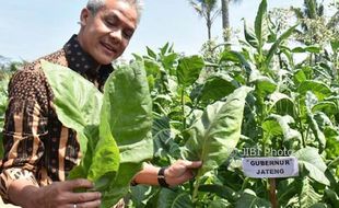 Kemarau Basah, Tanaman Tembakau di Temanggung Banyak yang Mati