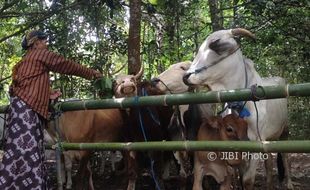 TRADISI BANTUL : Jelang Iduladha, Warga Pokoh Mandikan Ternak dan Mengarak Keliling Kampung