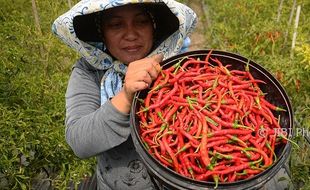 FOTO INFO BELANJA : Panen Raya Cabai Jadi Rp8.000/Kg