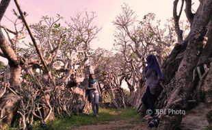 Dekat Lur! Lokasi Hutan Kamboja Klaten Tak Jauh dari Stadion Trikoyo