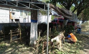 IDULADHA 2017 : Permintaan Kambing Kurban di Kota Madiun Sepi