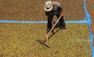 FOTO INFO BELANJA : Kopi Robusta Kudus Naik Harga