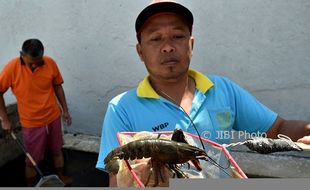 Foto LP Ambarawa Hasilkan Lobster