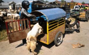 FOTO IDULADHA 2017 : Ojek Kambing di Kudus Mulai Sibuk