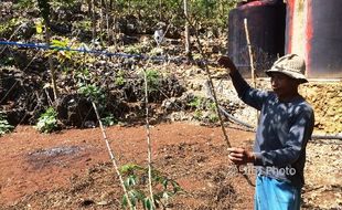 SERANGAN MONYET : Waduh, Lahan Pertanian di Lima Dusun Diserang Monyet