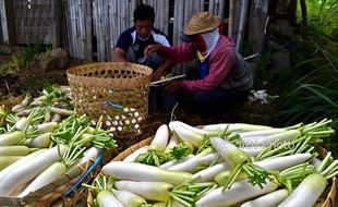 FOTO INFO BELANJA : Panen Raya, Harga Lobak Merosot