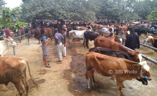 IDULADHA 2017 : Begini Penyebab Harga Sapi Kurban di Sukoharjo Turun Rp500.000/Ekor