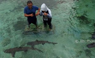 FOTO WISATA JATENG : Berfoto di Kolam Hiu Karimunjawa