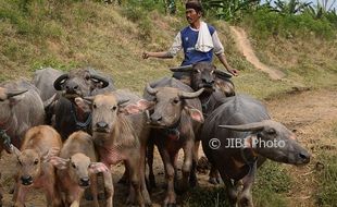 IDULADHA 2017 : Transaksi Hewan Kurban Masih Sepi