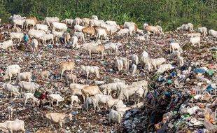 PRESTASI SEMARANG : Wali Kota Tripoli Tertarik Pengelolaan Sampah Ibu Kota Jateng