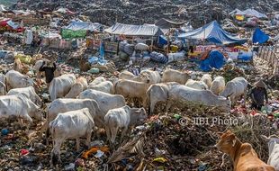 Foto TPA Jatibarang Semarang Penuh Sapi