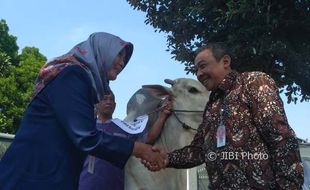 IDULADHA 2017 : Sapi 8 Kuintal dari Presiden Diserahkan untuk Warga Miskin Bantul