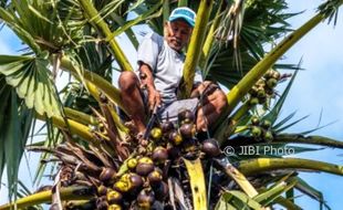 FOTO INFO BELANJA : Siwalan Demak Jadi Rp3.000/Buah