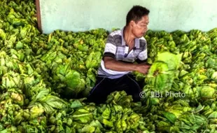 Foto Tembakau Grobogan Naik Harga?