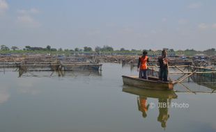 Takut Ikan Mati, Petani Keramba di Waduk Mulur Sukoharjo Panen Dini