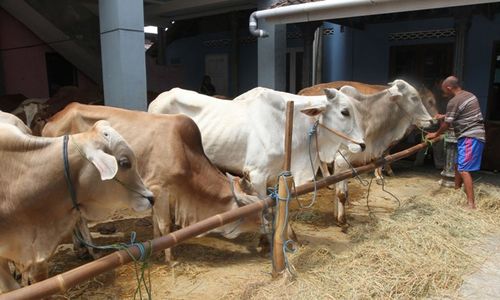 Pastikan Hewan Kurban Aman, Ini Langkah Pemkab Rembang