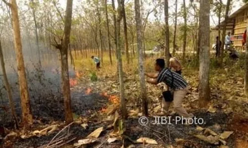 KEBAKARAN SRAGEN : 5 Hektare Hutan Rakyat Sambirejo Hangus Terbakar