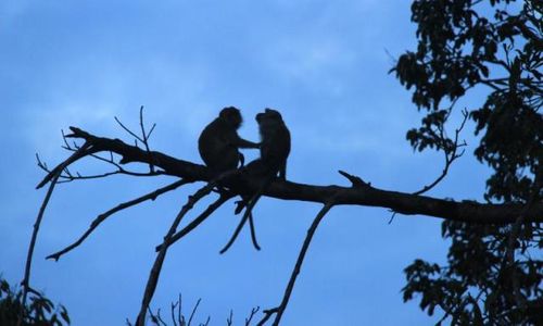 Meresahkan! Kawanan Monyet Serang Kebun dan Rumah Warga di Gunungkidul