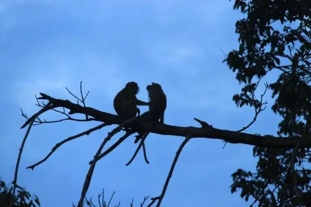 Pemkab Bantul Belum Temukan Solusi soal Lahan yang Diserang Monyet Ekor Panjang