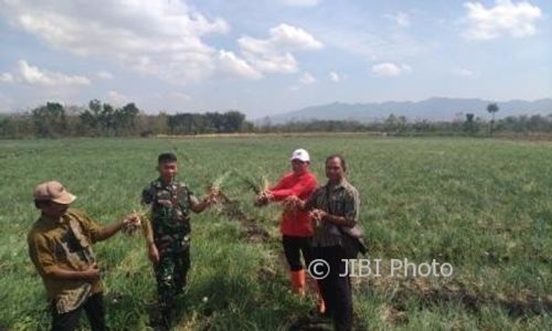 PERTANIAN WONOGIRI : Kerap Gagal Panen, Petani Sumberejo Sedot Air WGM untuk Airi Sawah