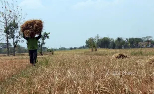 PERTANIAN SRAGEN : Kekurangan Air, Puluhan Hektare Tanaman Padi Gagal Panen