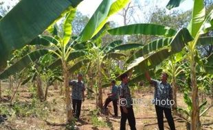 Jadi Sentra Pisang, Desa Wonogiri Ini Punya 36.000 Pohon Pisang Raja Bulu