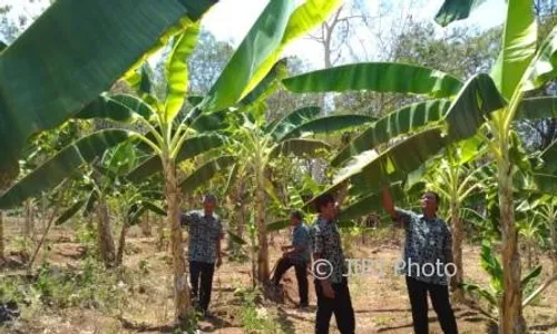 Jadi Sentra Pisang, Desa Wonogiri Ini Punya 36.000 Pohon Pisang Raja Bulu