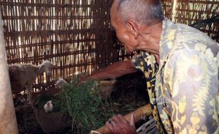 SATWA LIAR SRAGEN : Dimangsa Anjing Liar, 3 Domba di Sambirejo Mati