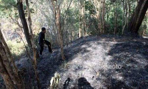 KEBAKARAN SRAGEN : Hutan Suaka Margasatwa Sambirejo Terbakar