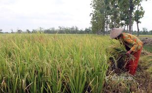 PERTANIAN SRAGEN : Jelang Penutupan Dam Colo, Petani Toyogo Pilih Panen Dini